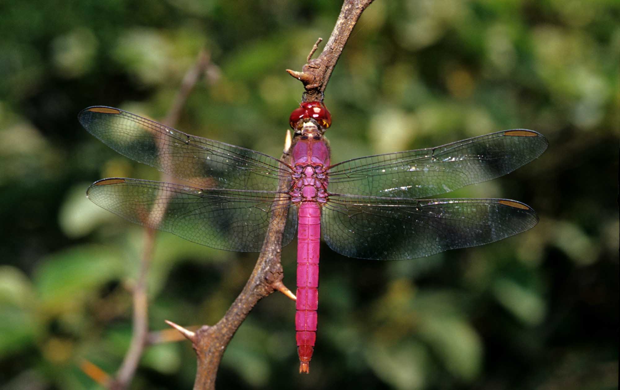 Intrusa - Orthemis cfr. discolor dell''Ecuador